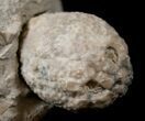 Detailed Cystoid (Holocystites) Fossil - Indiana #17273-1